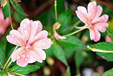 《双点博物馆》多平台发售 经典模拟经营新作